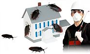 Excellent termite control tips – pest control faridabad
