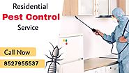 Are Looking for Termite Control Service in Faridabad