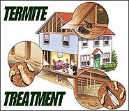 Looking for Termite Control in East Delhi