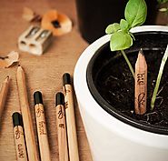 Lápices sustentables que se convierten en plantas - Notas - La Bioguía