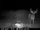 Trail Camera Reviews & Ratings - Best Trail Cameras | Thoughtboxes