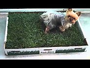 Fresh Patch - Real Grass Dog Potty
