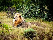 Best Luxury African safari packages in Uganda with Home To Africa