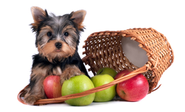 Best and Worst 'People' Food for Dogs and Cats