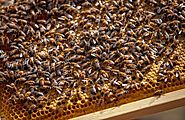 New Hampshire State SARE project works with beekeepers
