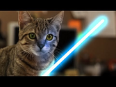 Jedi Kitten with the Force
