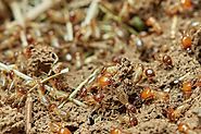 Factors Which Affect The Average Termite Treatment Cost Article - ArticleTed - News and Articles