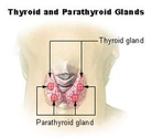 Thyroid - Wikipedia, the free encyclopedia