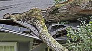 Ignoring Tree Care Can Be Costly | Spidered News