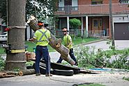 Proper Tree Care an Important Thing - DT Morning
