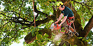 Acquire Professional Tree Services to Give Your Garden Aesthetic Appeal – VWB Blog