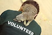 Volunteer at an Animal Charity