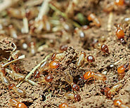 How termites affect your daily life? – pest control faridabad