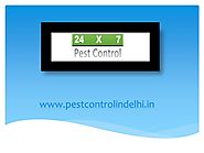 PPT - Professional termite pest control services in delhi PowerPoint Presentation - ID:8061009
