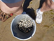 Guernsey Cockles
