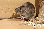 All You Need To Know About Rodent Control Methods and Services