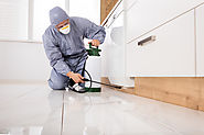 Why it is a Good Idea To Avail Pest Control Services for your House