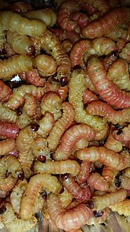 Best Live Butterworms for sale