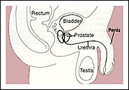 What is The Prostate?