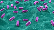 Probiotics again linked to fat and weight loss: RCT data