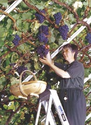 The Great Vine