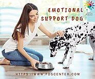 How emotional support animals are different from service animals?
