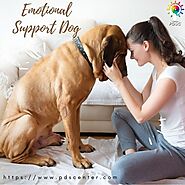 How to treat a new emotional support dog at home?