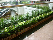 What are the benefits of Indoor Plant Rental Service in Melbourne?