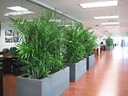 Quality plants for hire Melbourne offers in Inscape Indoor Plant Hire.