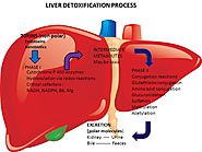 Website at http://back-link-directory.info/what-you-need-to-know-about-liver-detoxification/