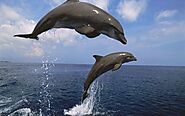 Dolphin animal, characteristics of dolphins mammals