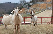 Alpine Coaster Pigeon Forge TN - The Coaster at Goats on the Roof | The Best Mountain Alpine Coaster