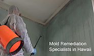 How to Remove Mold from Your Home - Business Module Hub
