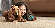 Pet Stain Carpet Cleaning Solution