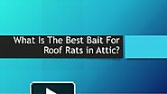Manage The Roof Rats In Attic