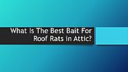 How To Deal With Roof Rats In Attic