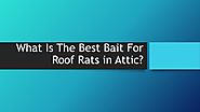 Fight With Roof Rats In Attic