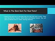 Exclude Roof Rats In Attic