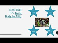 Get The Services Of Rat Removal Atlanta