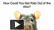 Removal Of Roof Rats in attic
