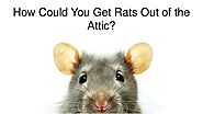 How could you get rats out of the attic