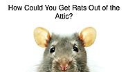 Get Rats Out of the Attic In Atlanta