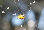 Jak pająk plecie swoją sieć? | Polimaty.pl