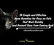 10 Simple and Effective Home Remedies for Fleas on Cats that Work Quickly and Prevent Fleas from Coming Back