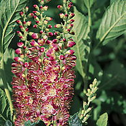 How to Care for Clethra Alnifolia 'Ruby Spice' Summersweet |