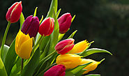 Download Send Mothers Day Flowers.pdf from Sendspace.com - send big files the easy way