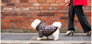 Dog Clothes, Personalised Dog Clothing & Dog Collars | UrbanPup.com