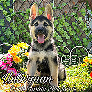 German Shepherd Dog Puppies for Sale in South Florida