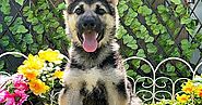 Find German Shepherd Breeder to Adopt Dogs in Florida