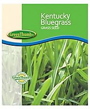 Barenbrug 491123 Kentucky Bluegrass Seed